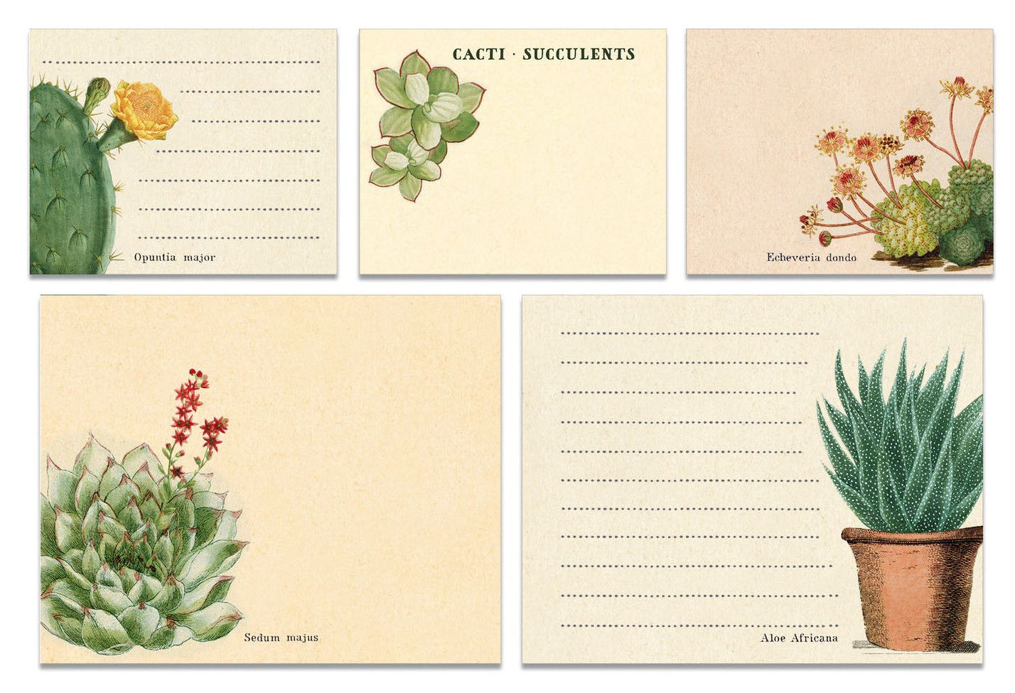 Succulents Sticky Note Set