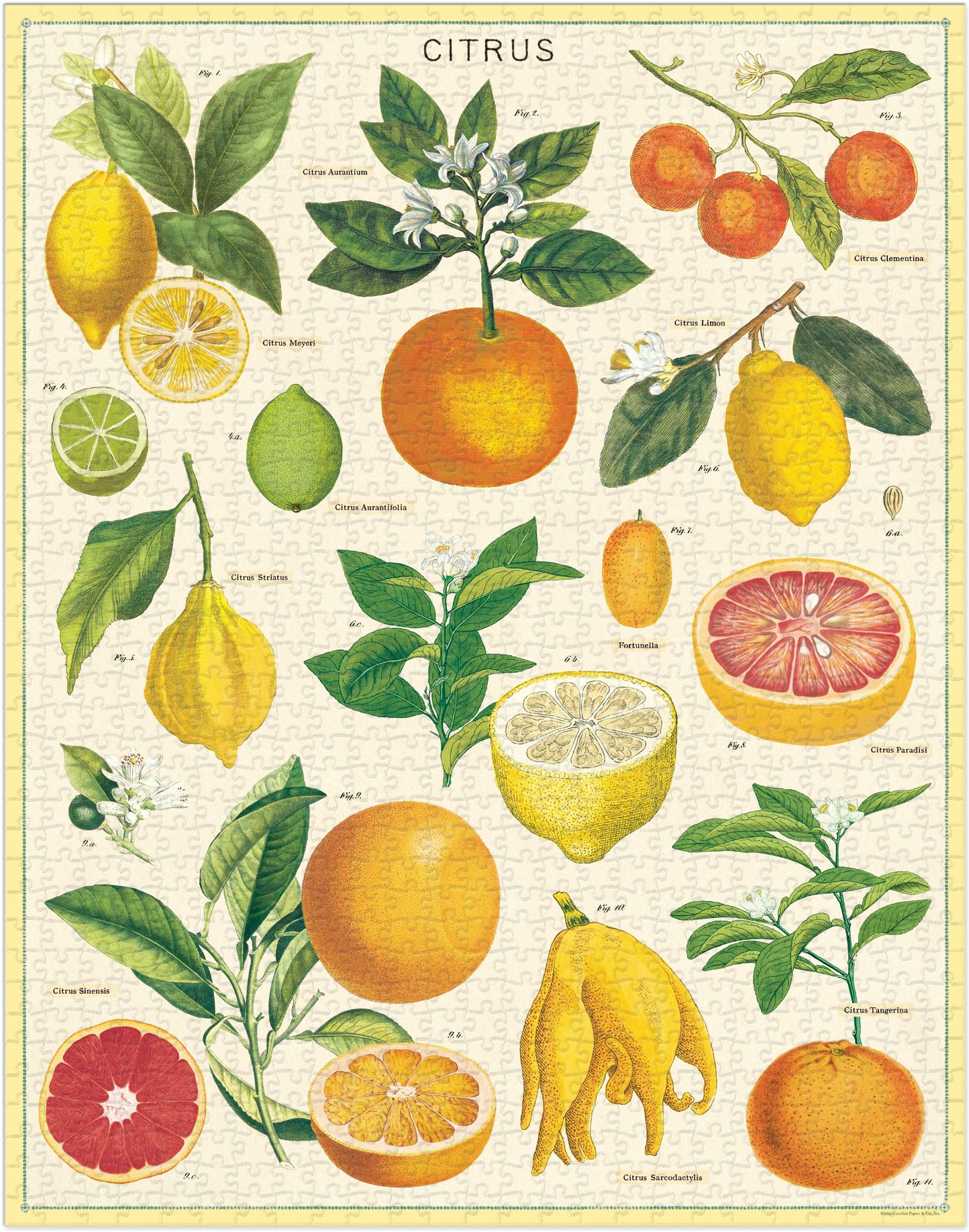 Citrus 1,000 Piece Puzzle