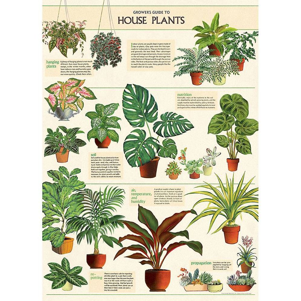 House Plants Wrap & Poster