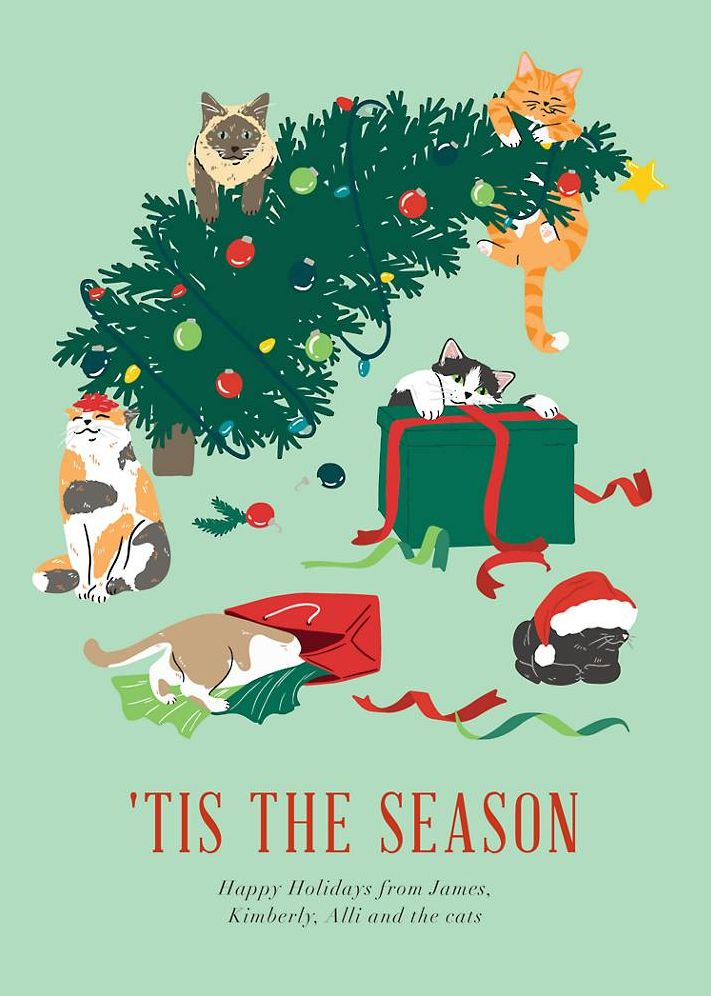 Cats in Trouble Holiday Card