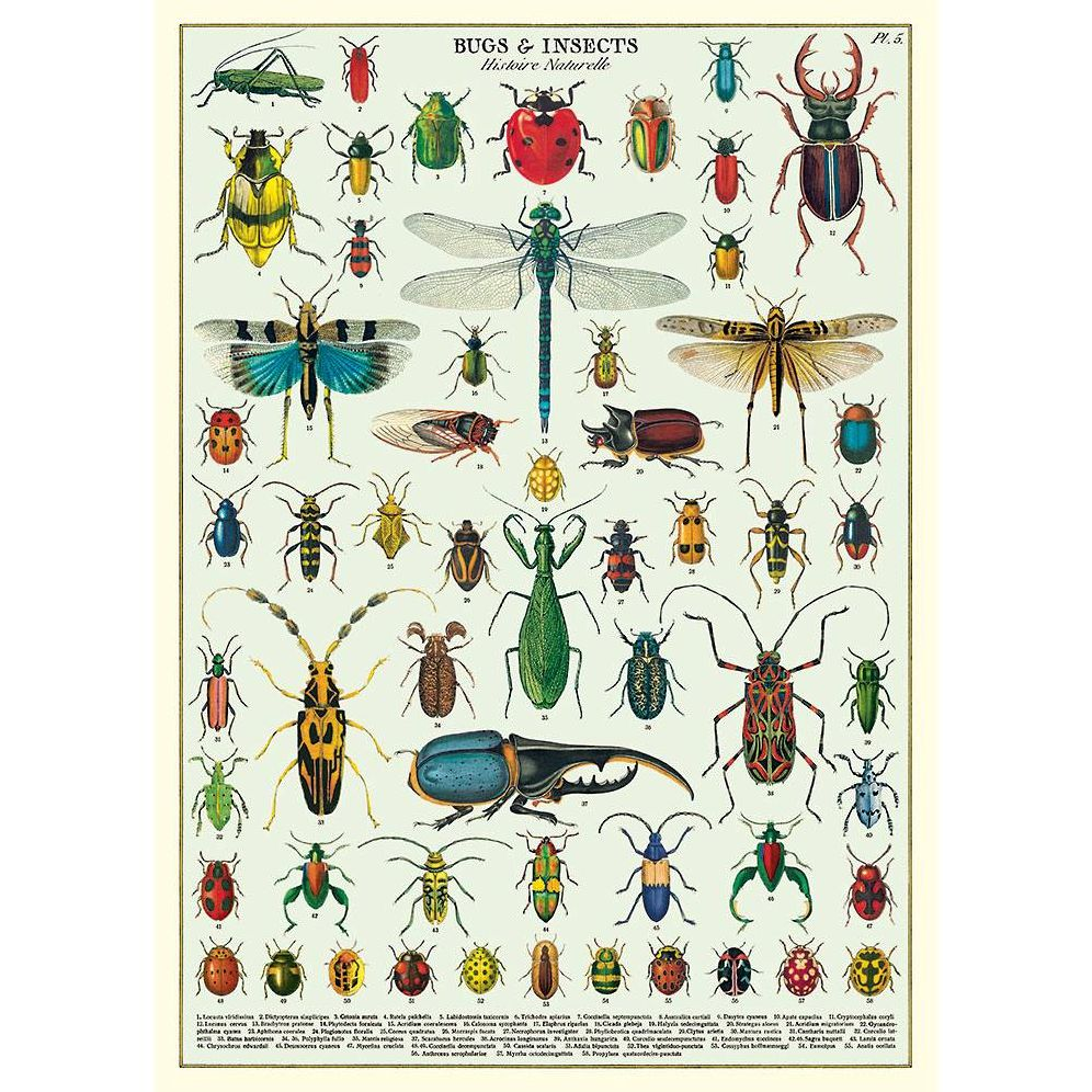 Bugs & Insects Flat Wrap & Poster