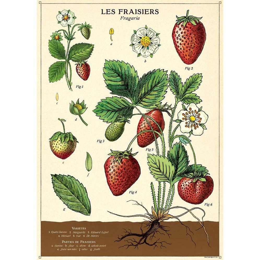 Strawberries Wrap & Poster